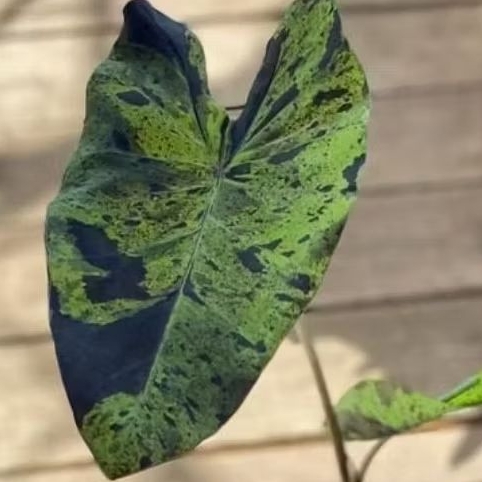 colocasia mojito