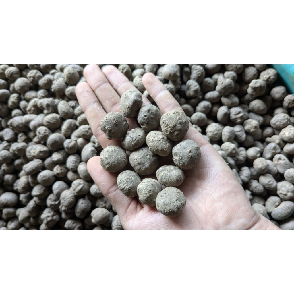 Katak (bibit porang) super