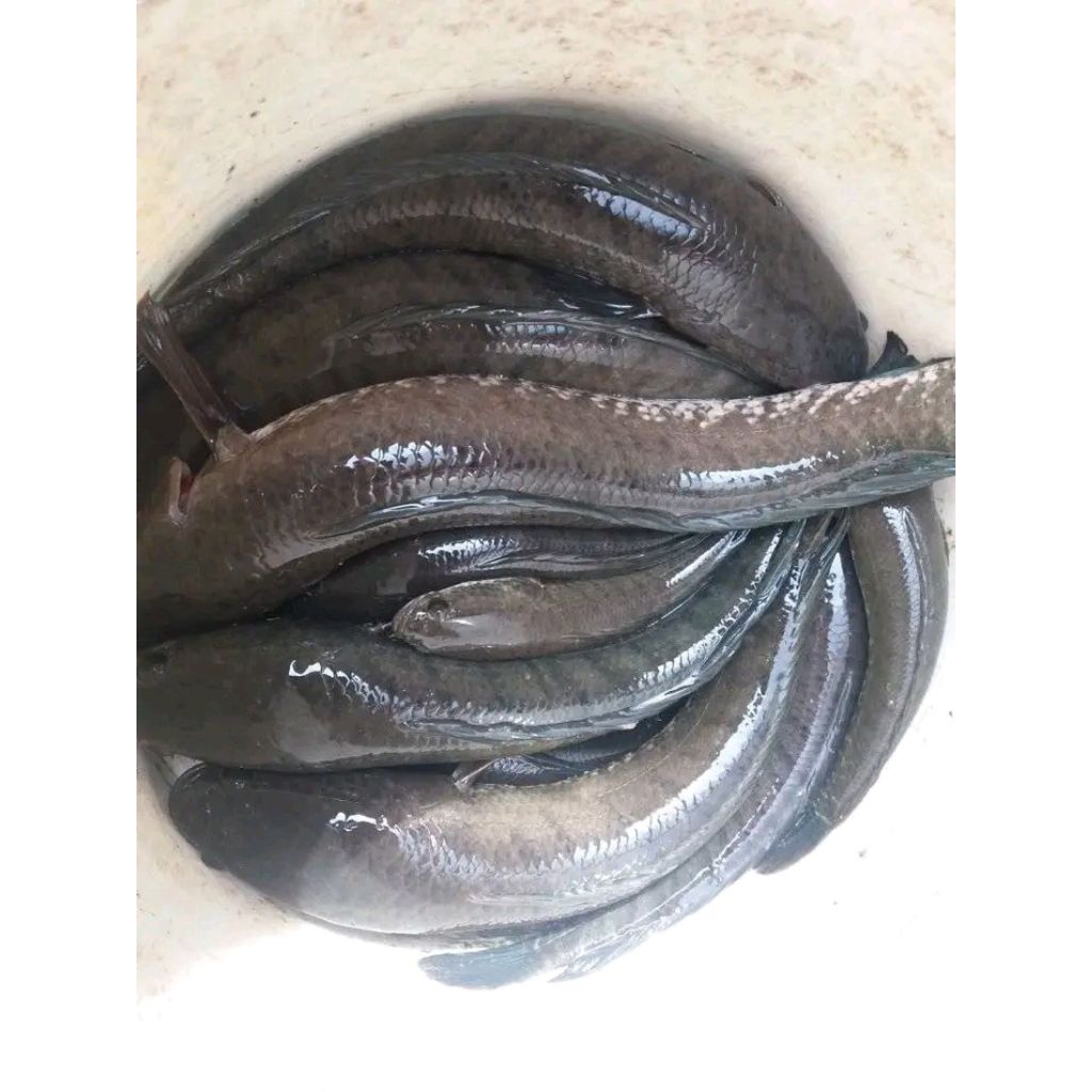 ikan gabus hidup