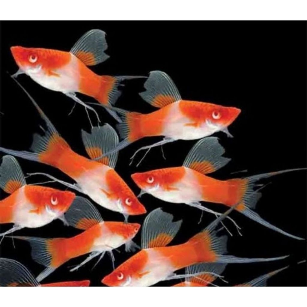 Platy Kohaku, Platy Merah Putih, Hiasan Akuarium
