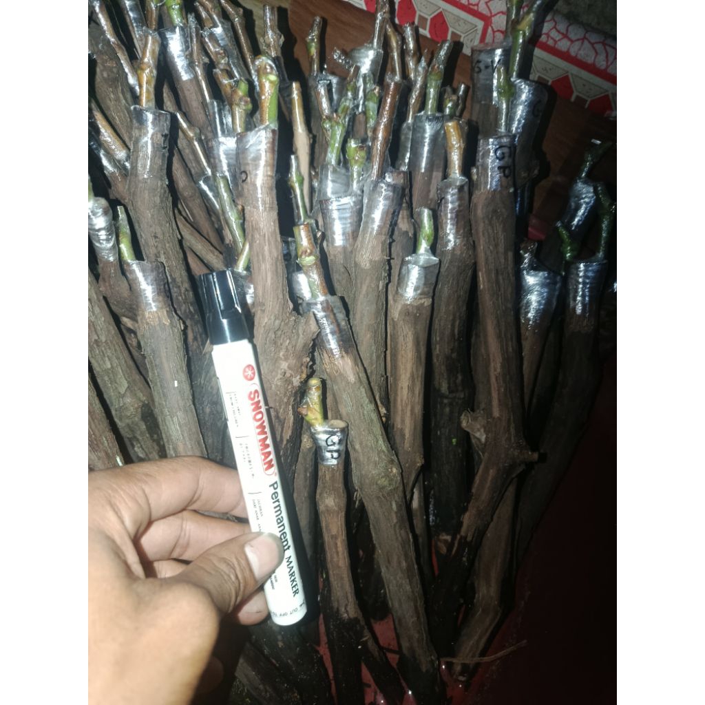 cutting grafting anggur import paket isi 5 jenis : dixon, grand prix, arra 34,,goz v, zuravlonok
