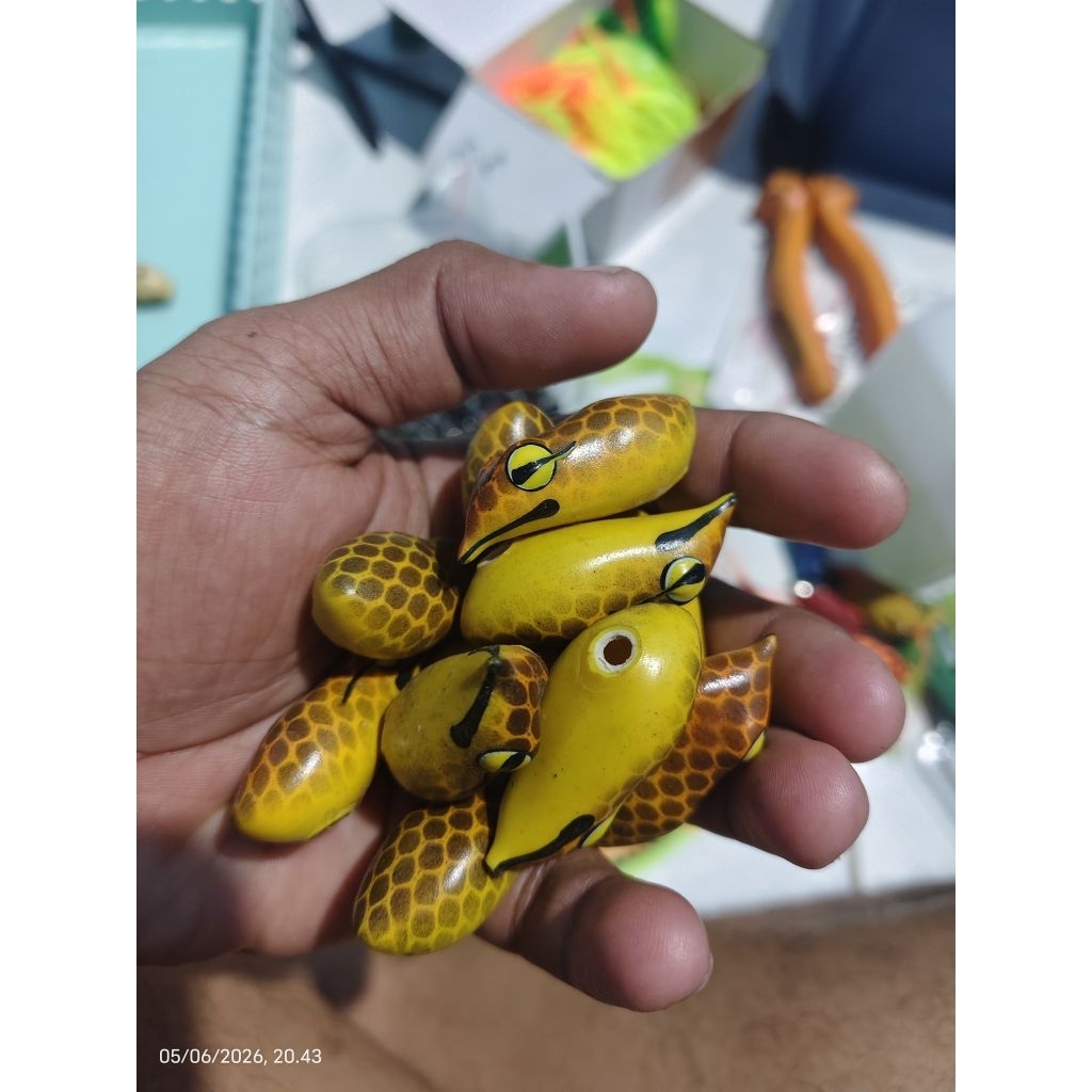 cangkang soft frog