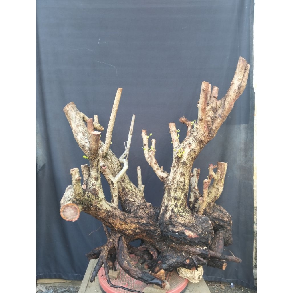 Bahan bonsai santigi raft sesuai gambar