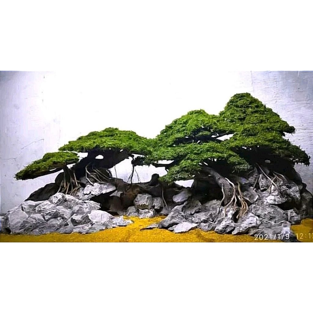 Hardscape  bonsai aquascape buat aquarium ukuran 60.40.40.cm sudah siap pakai