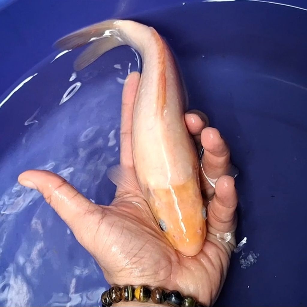 Ikan Koi Blitar Jenis Shiromuji / Rumah Koi Jakarta / kode 001