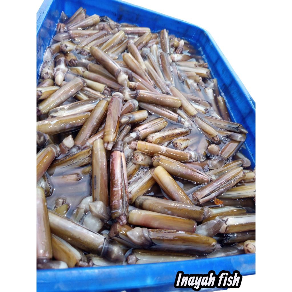 kerang bambu segar 1 kg