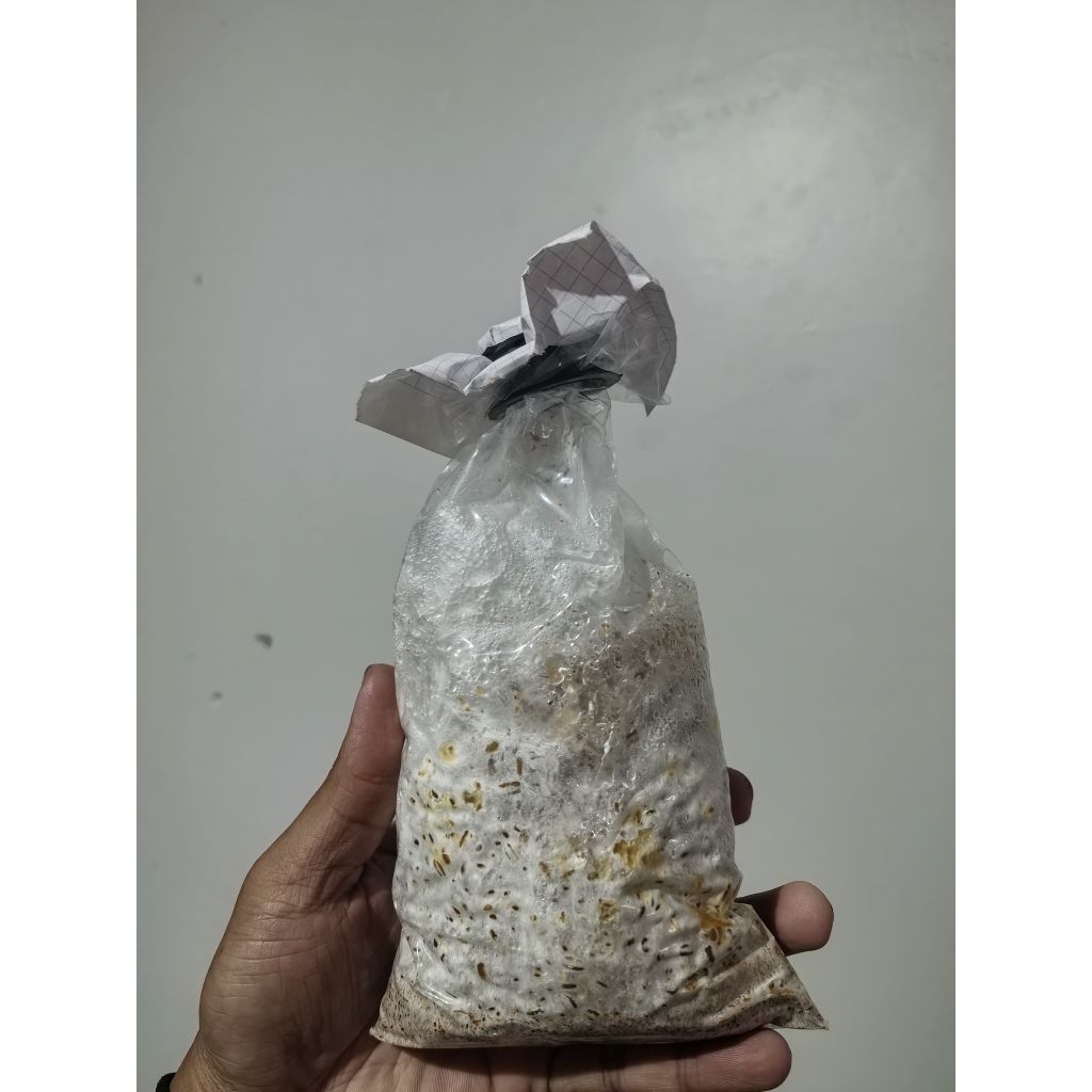 Bibit F2 Jamur Tiram Coklat Media Gandum
