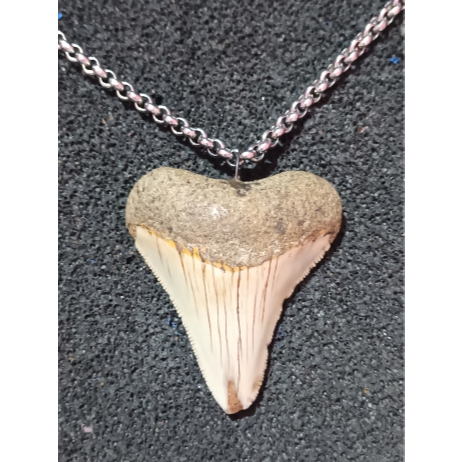 Kalung Liontin Fosil Gigi Hiu MEGALODON-SUPER RARE-ASLI FOSIL 100%