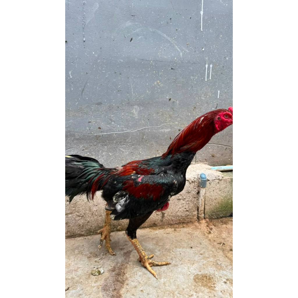 ayam bangkok hidup peliharaan, baca deskripsi