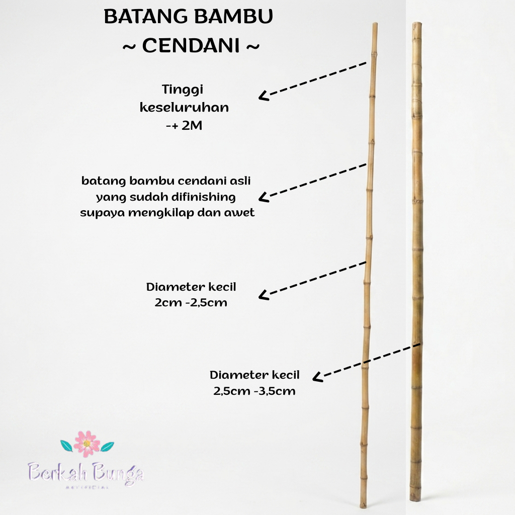 Blue.Star00 Bambu Cendani Asli- Bambu Hiasan Dekorasi - Bambu Kuning - Batang Bambu Multifungsi
