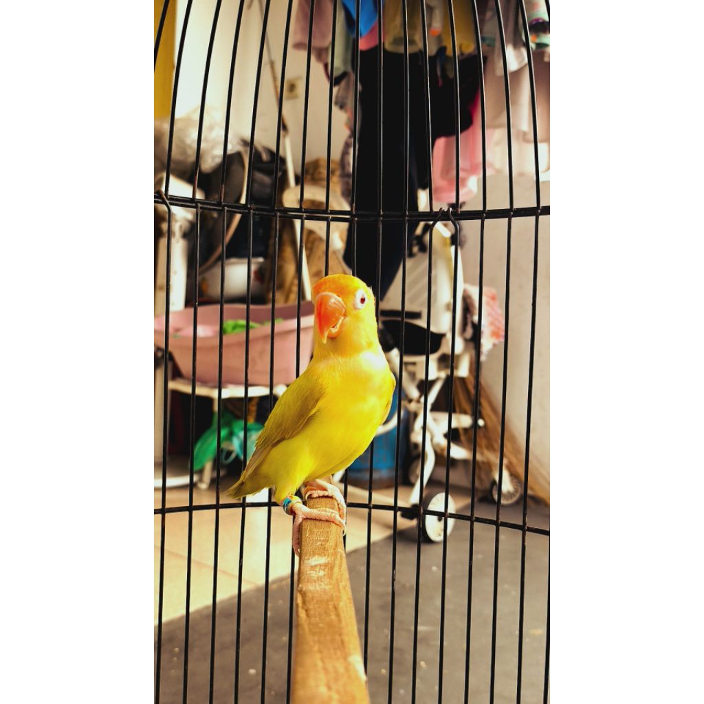 Lovebird Biola PB PF Ewing