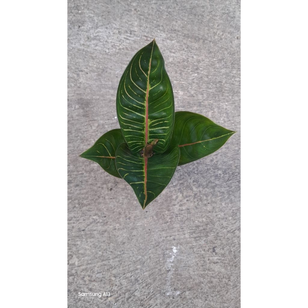 Aglonema Black Moonlight Gerhana/BML Gerhana (Size Remaja Daun 5) (2)