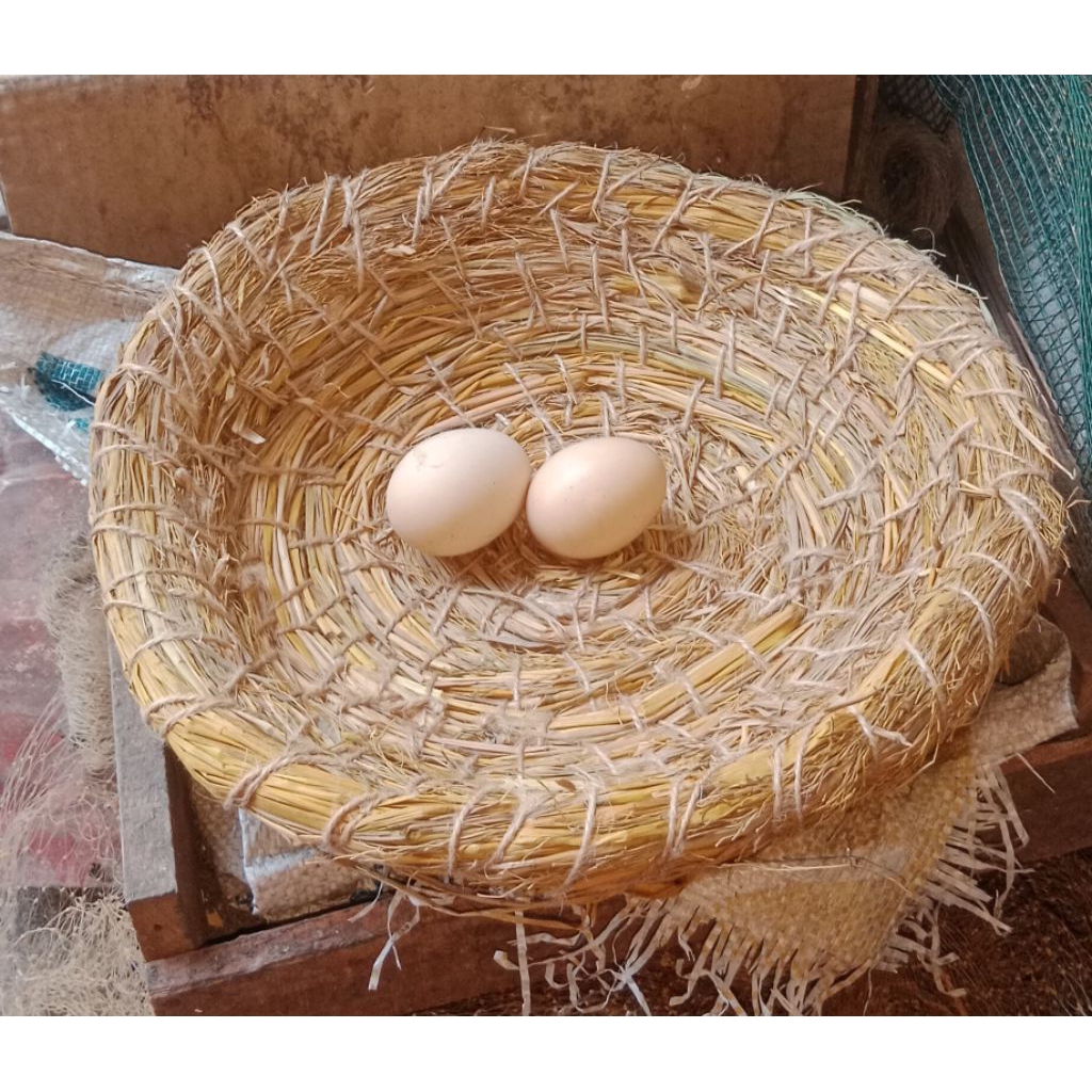 Sarang Ayam Jerami Padi Alami Untuk Bertelur Dan Mengeram