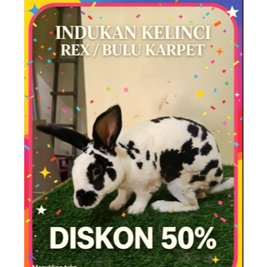 Kelinci Rex bulu karpet jantan dewasa (1)