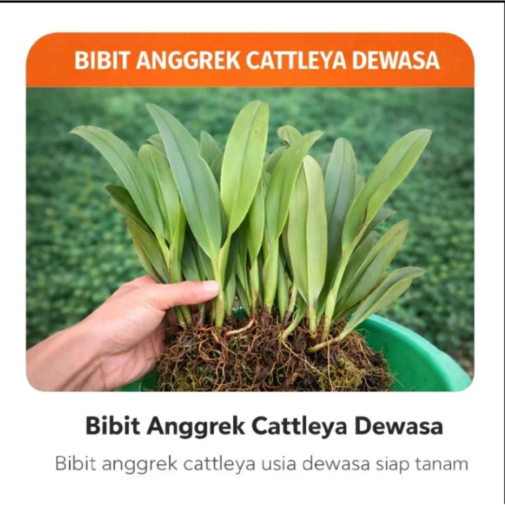BIBIT ANGGREK CATTLEYA DEWASA bibit anggrek Cattleya dewasa per satu plnt