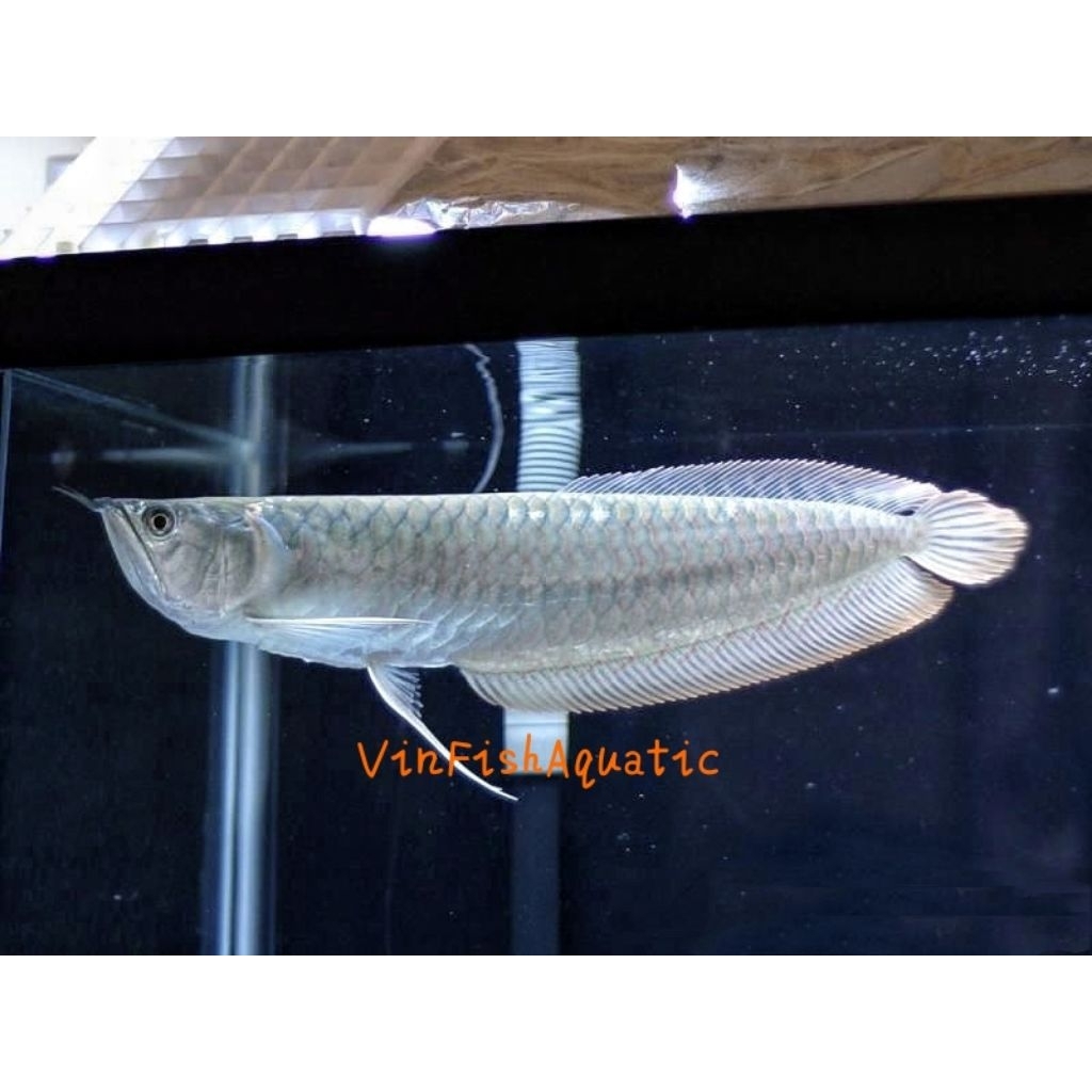 ikan Arwana Silver, Silver/Silver Red