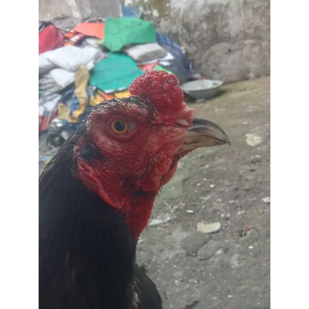Telur ayam jenis pama kuda lari fertill asli siap untuk ditetaskan