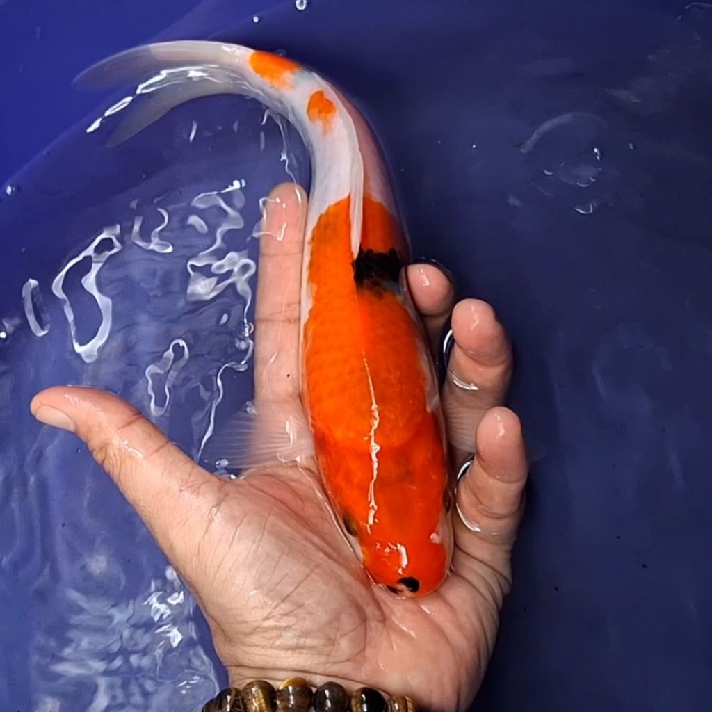 Ikan Koi Blitar Jenis Sanke / Rumah Koi Jakarta / kode 0032