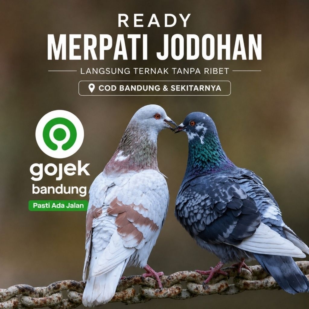 MERPATI KOLOGAN BANDUNG ASLI SEPASANG JODOH GIRING - SIAP KANDANG, RAJIN PULANG & SEHAT
