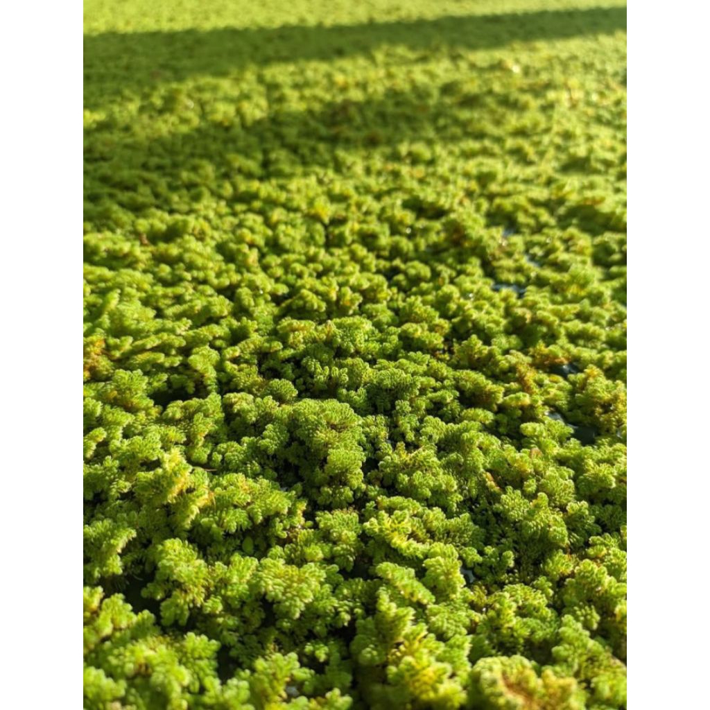 AZOLA 1 KG AZOLLA AZOLA AZZOLA AZZOLLA