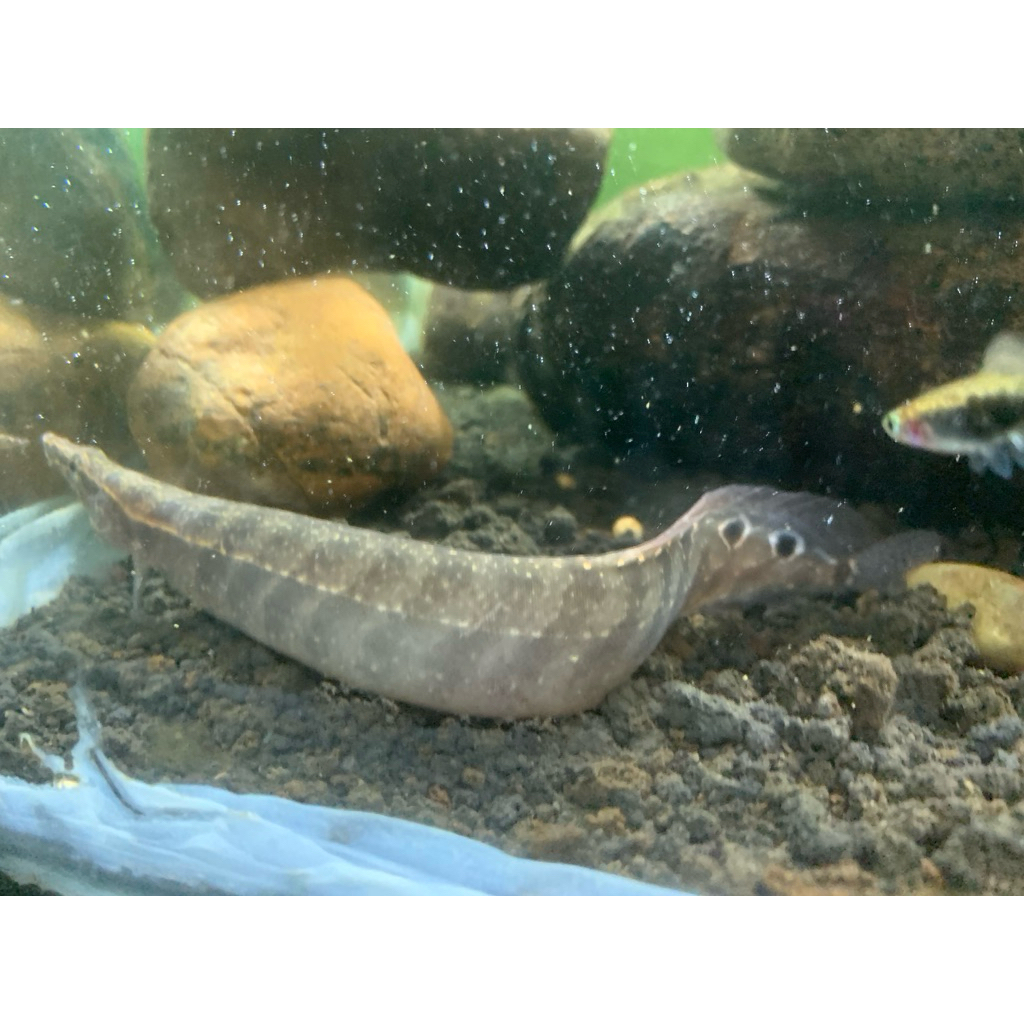 dekorasi aquarium ikan sili/Macrognathus aculeatus