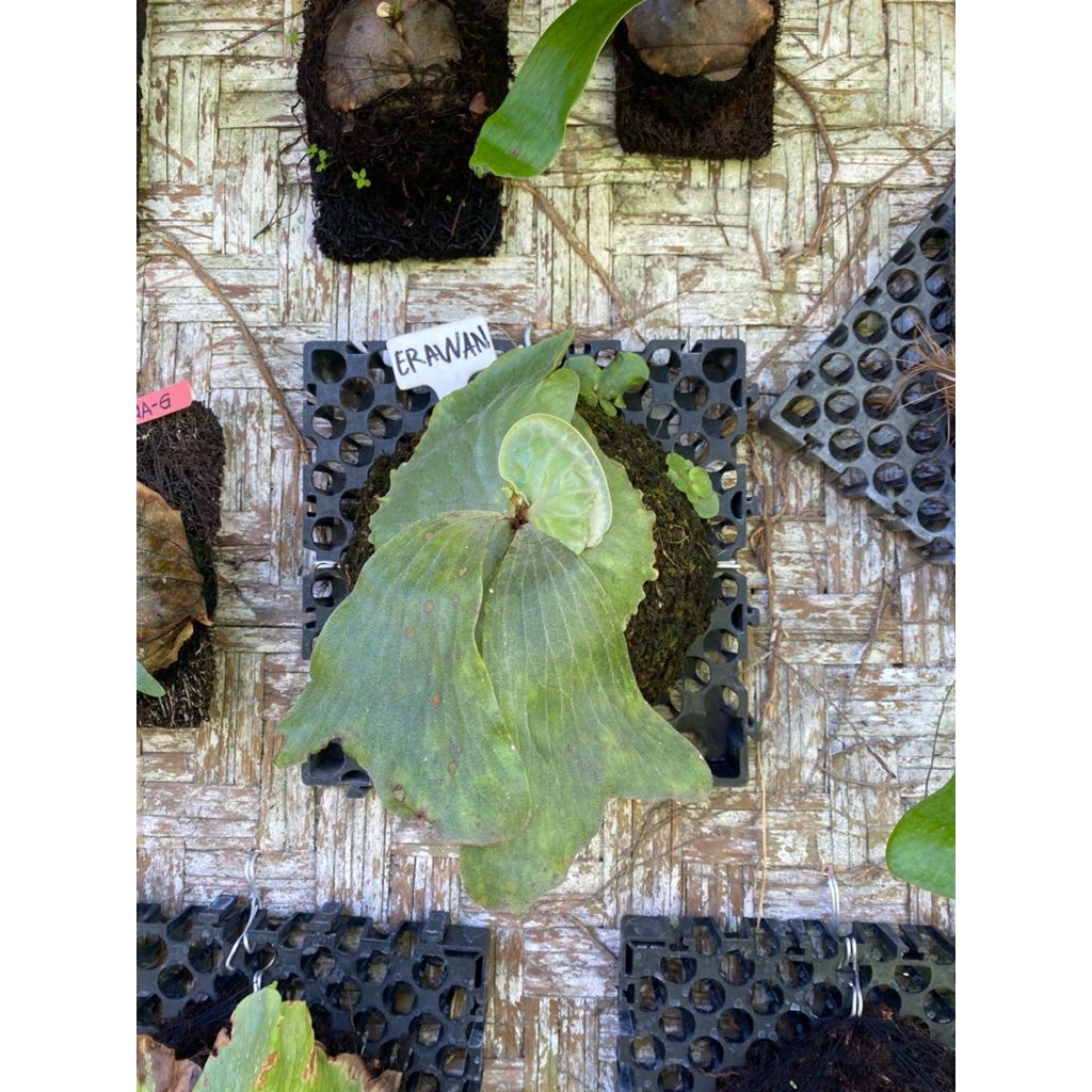 platycerium erawan indukan