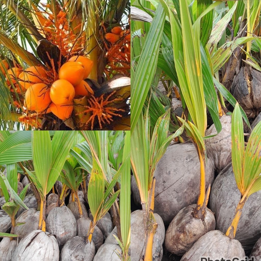 bibit kelapa gading orange