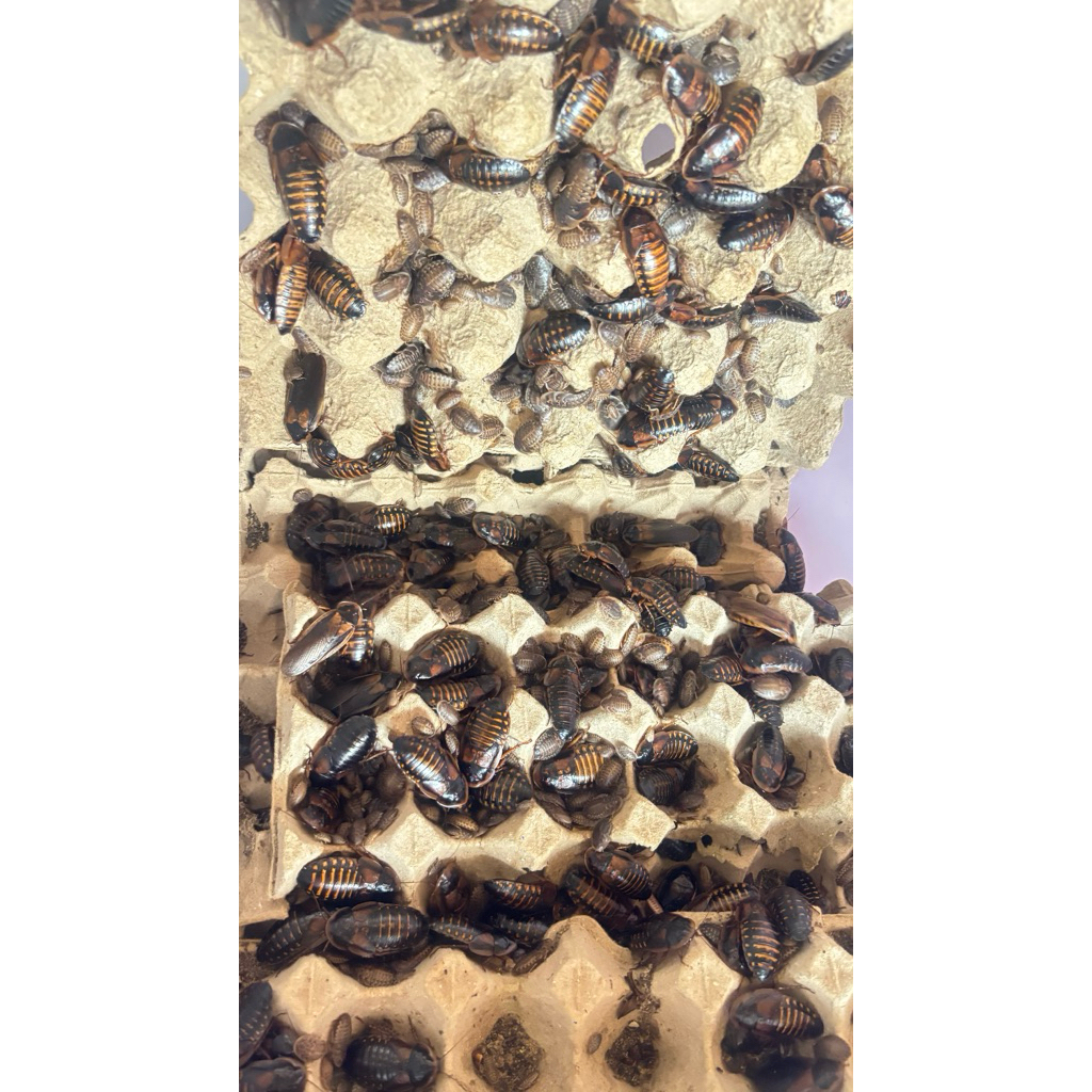 kecoa dubia hidup 2-3cm/pakan ikan predator/ikan arwana/pakan ikan murah