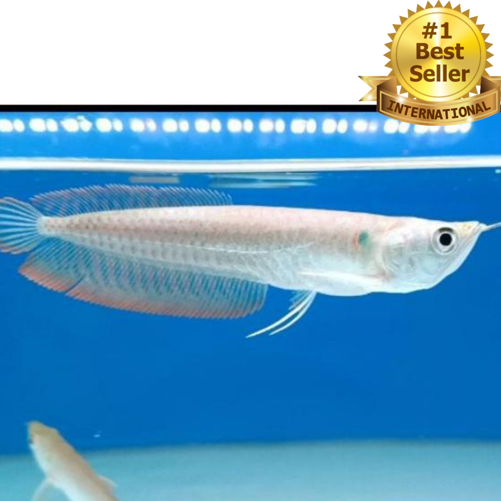 (-+ 10 CM) ARWANA SILVER / IKAN HIAS ARWANA SILVER / IKAN HIAS AQUARIUM ARWANA SILVER / ARWANA SILVE