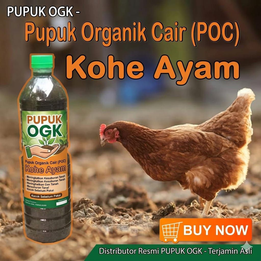 KOHE AYAM kwalitas PREMIUM