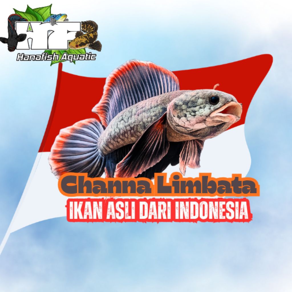 Stiker Channa Limbata Rim Tebal Ombyok