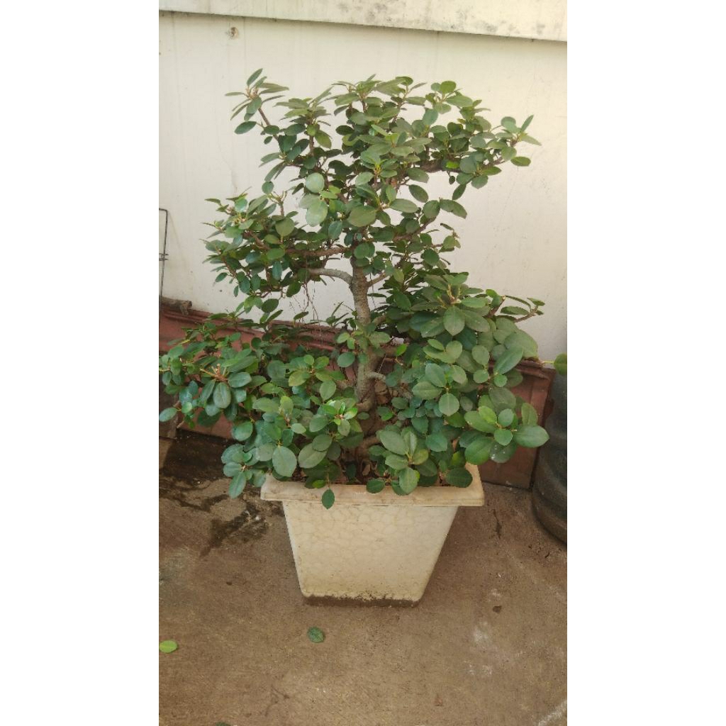 Bonsai pohon Beringin Dolar