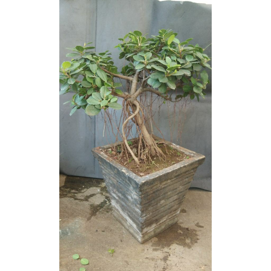 Bonsai  Pohon Beringin Dolar