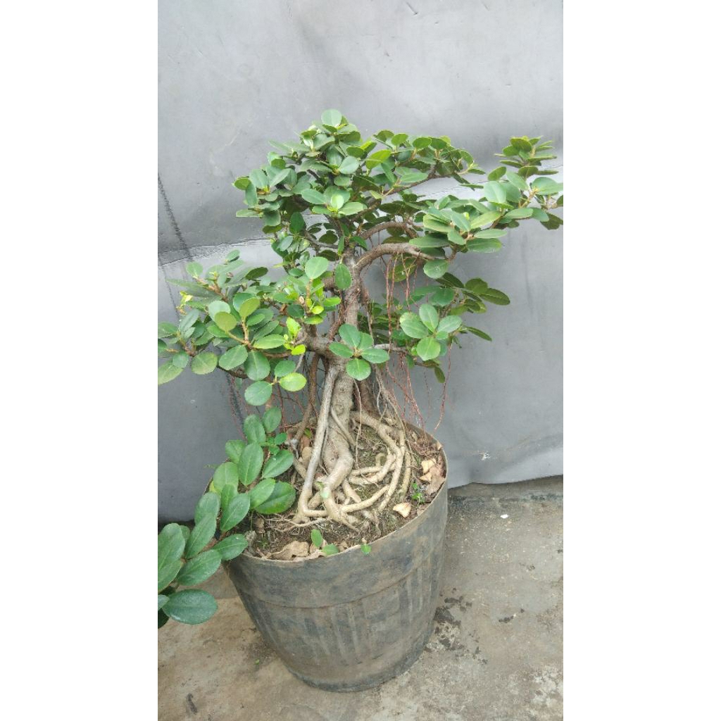 Bonsai Pohon Beringin Dolar