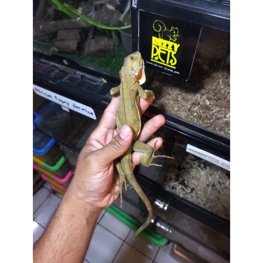iguana green~ reptil