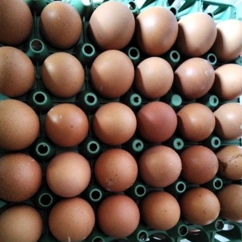 Telur Omega 3 Royal - Normal Size, Kaya Nutrisi, Bebas Salmonella, Halal