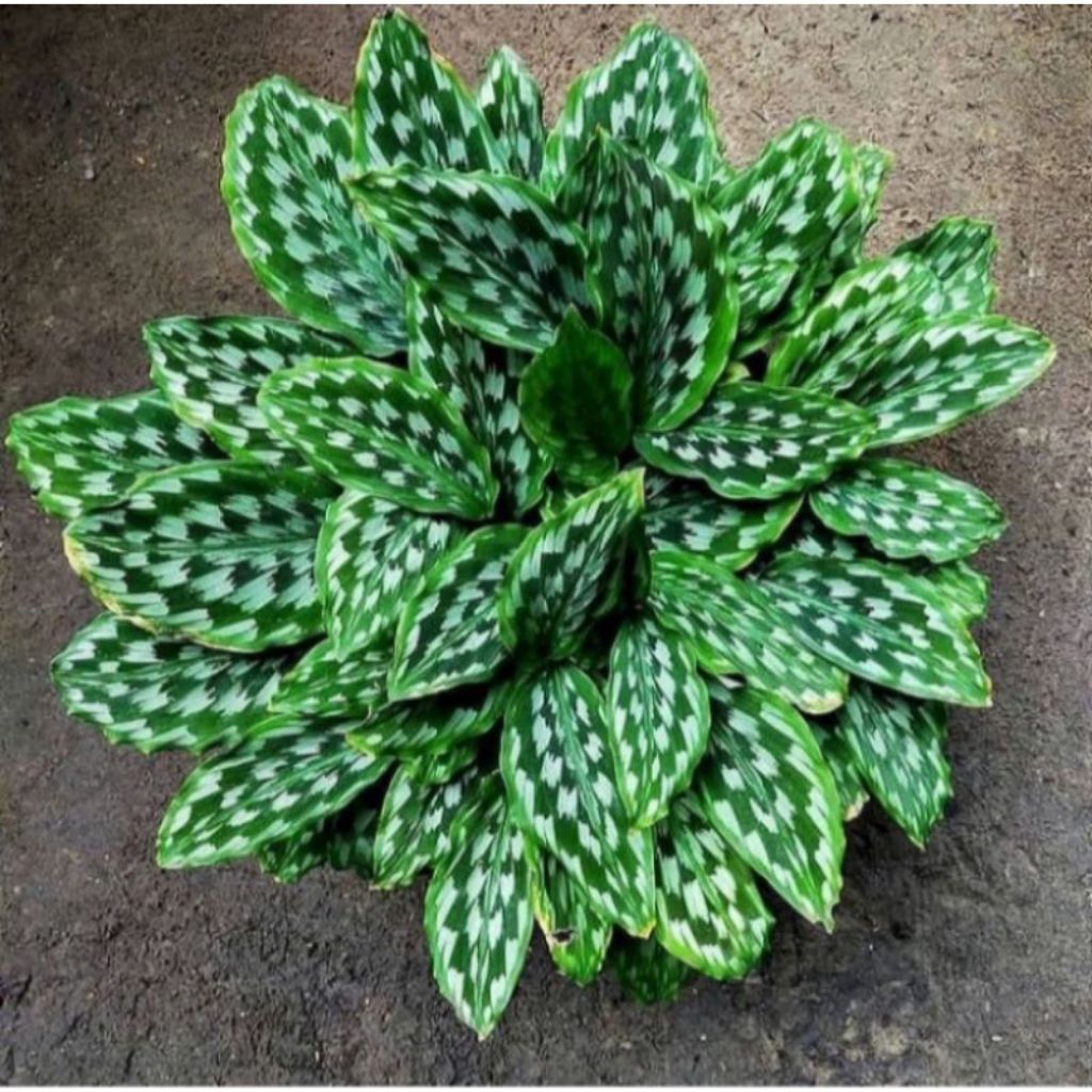 Tanaman hias Calathea Merak / Tanaman Pot Calathea Merak / Tanaman Indoor Calathea Merak / Calathea 