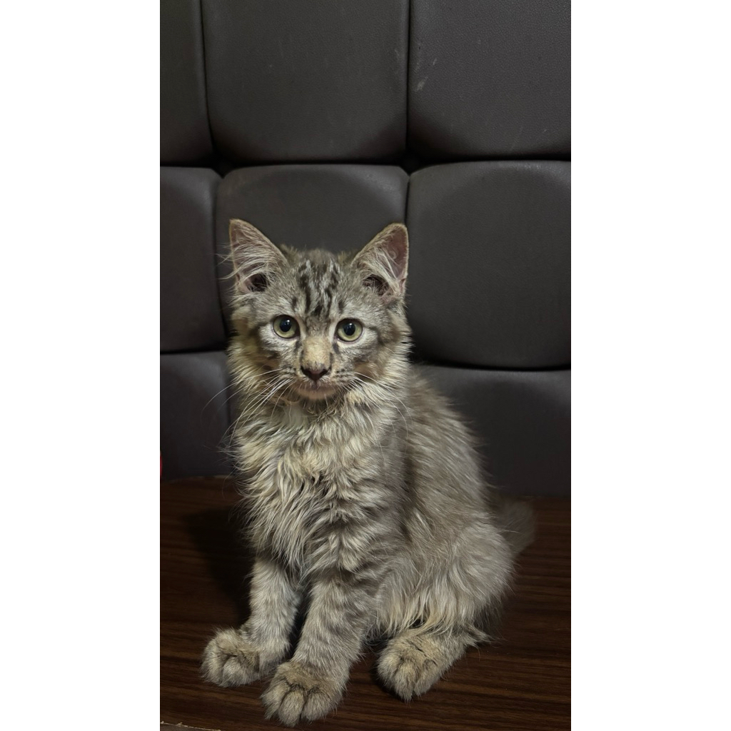 Kucing Persia | Kucing Himalaya Jantan Kucing Persia Himalaya