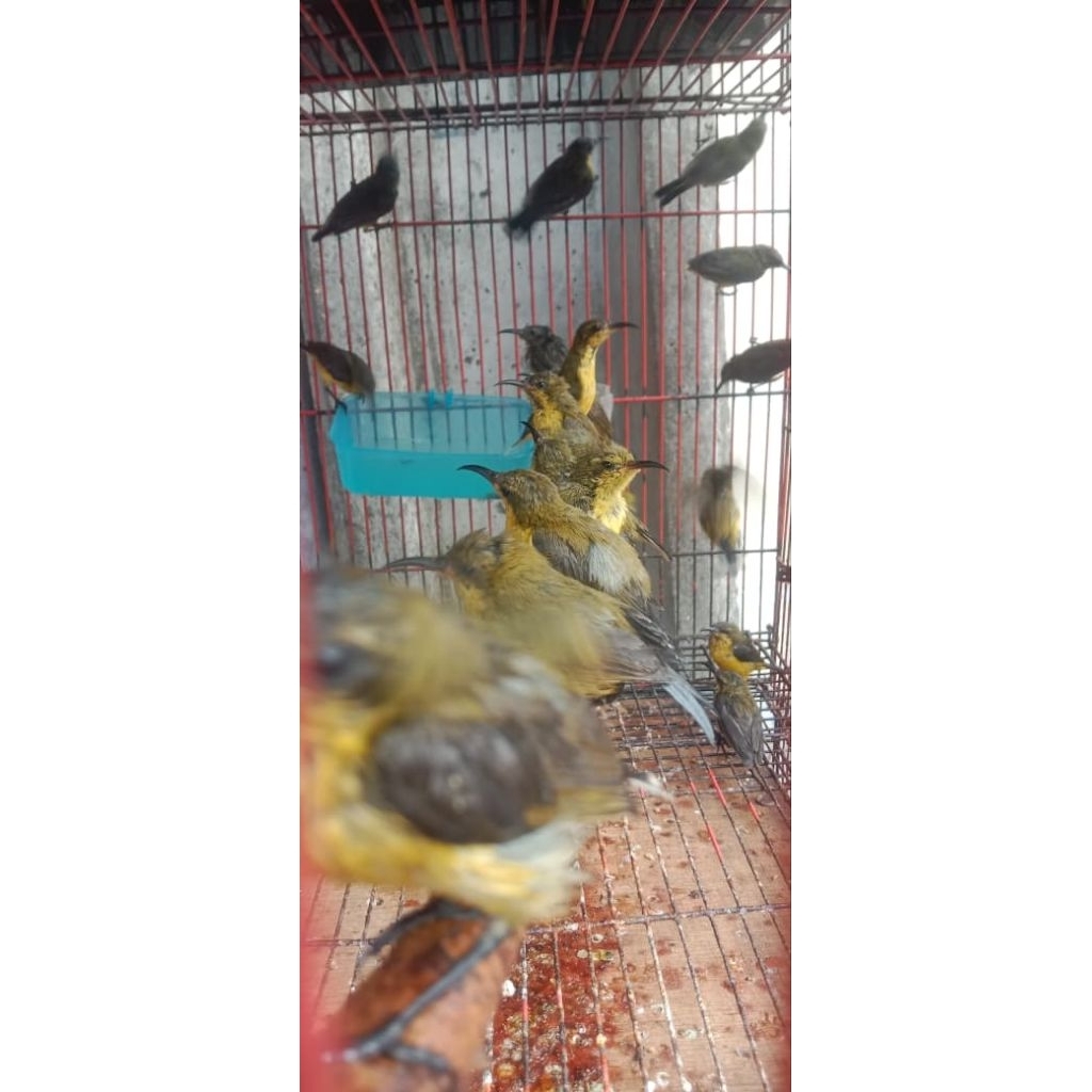 sogon Ijoan sortiran jantan
