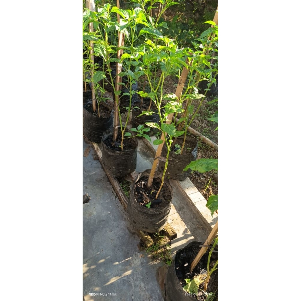 Polybag 40x40