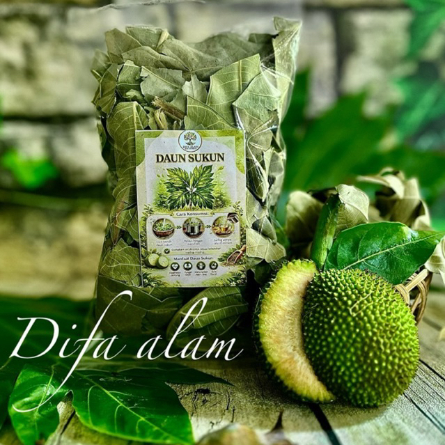 Daun sukun kering pucuk Daun sukun pilihan masih hijau 50 grm