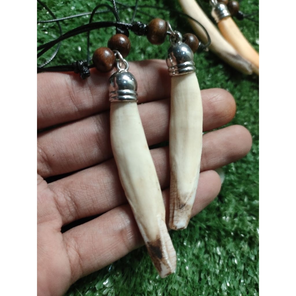 kalung etnik gigi babi taring babi asli
