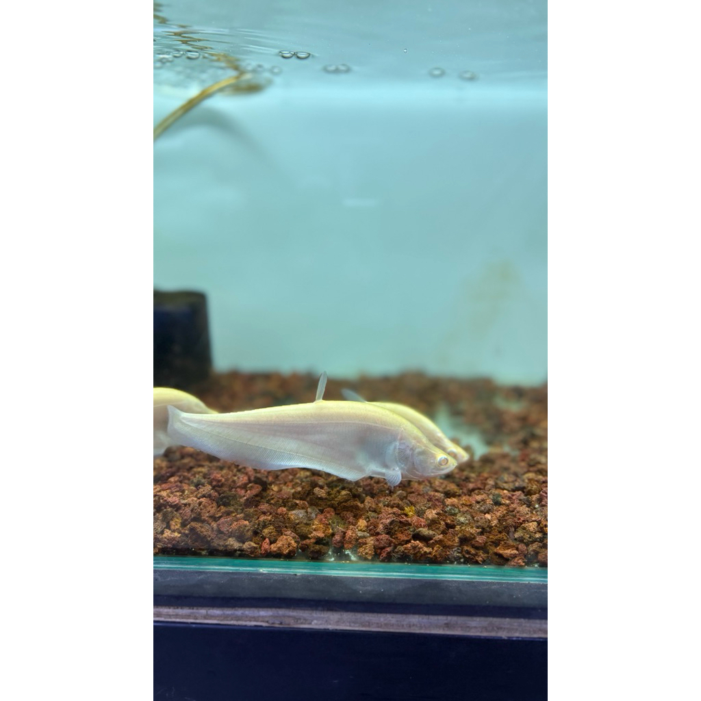 [INSTAN] BELIDA ALBINO