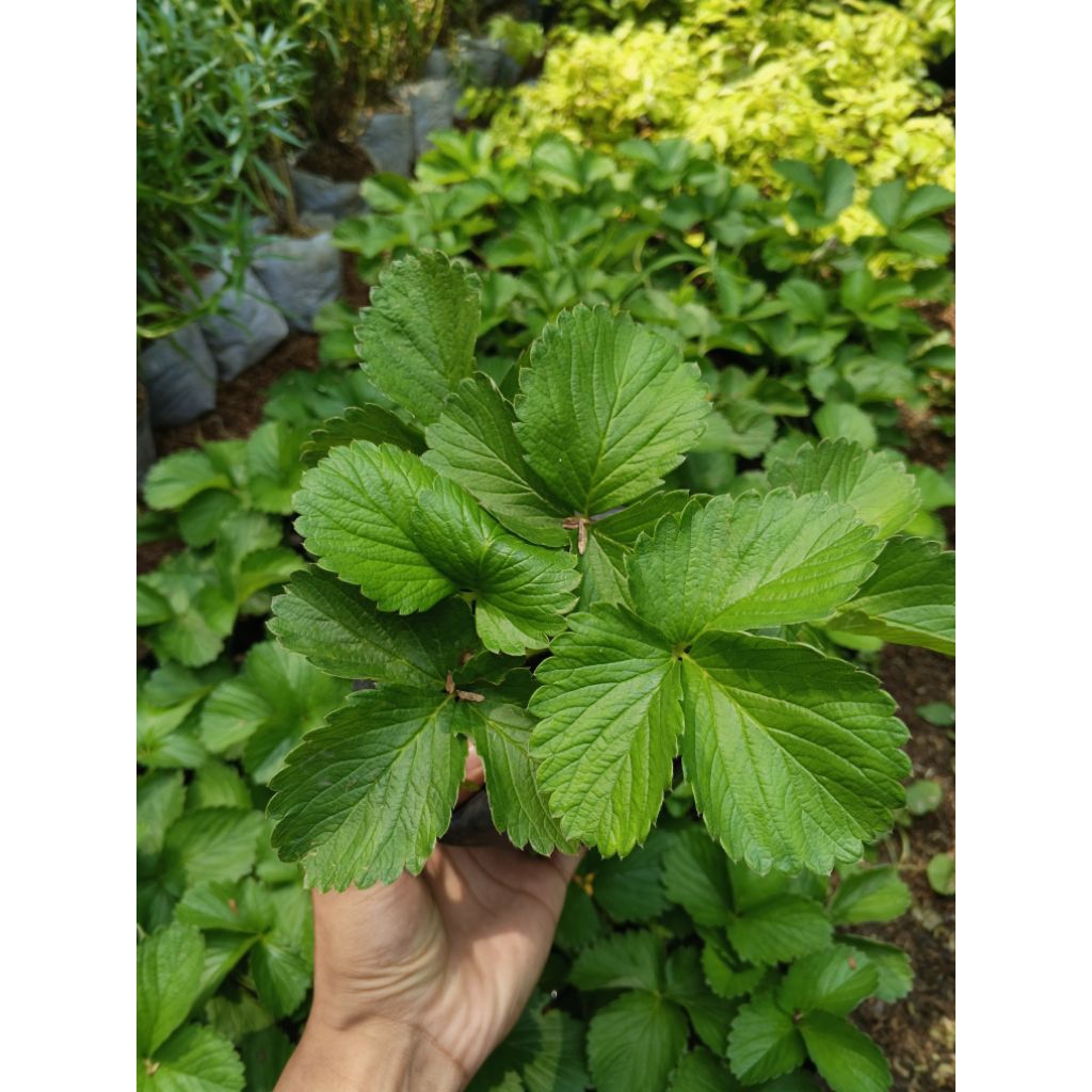 Tanaman Strawberry/ Bibit Pohon Strawberry/ Bibit Unggul Strawberry