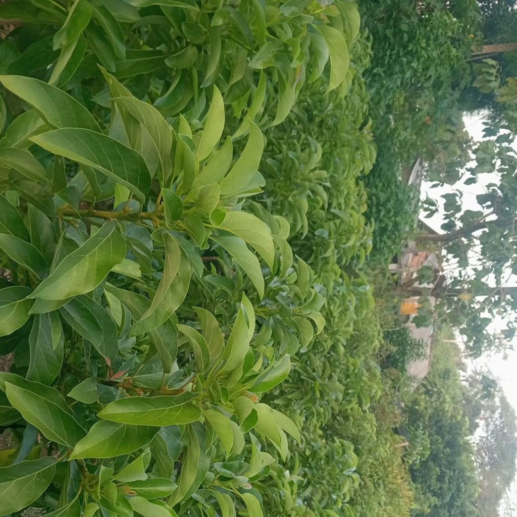 bibit alpukat kelud