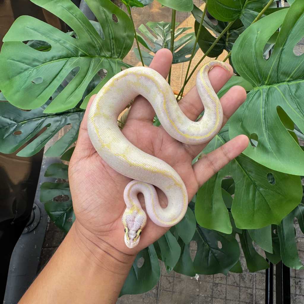 Ball Python Leopard Paste Ivory Male