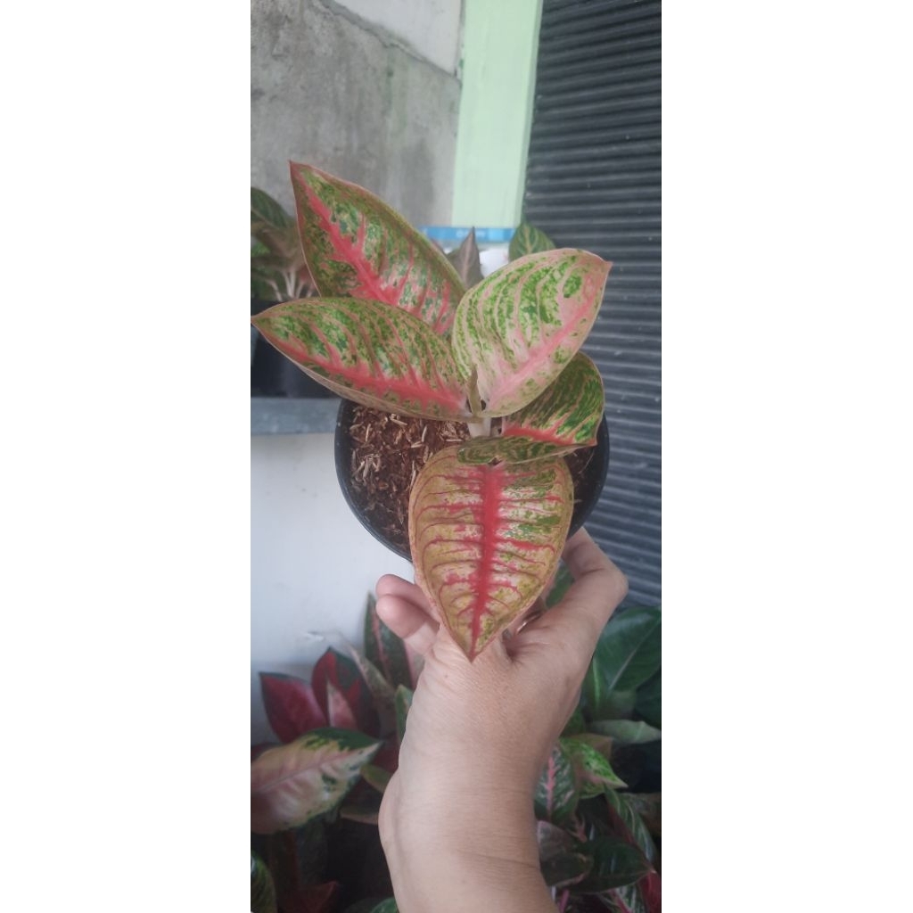 Aglonema Lemang