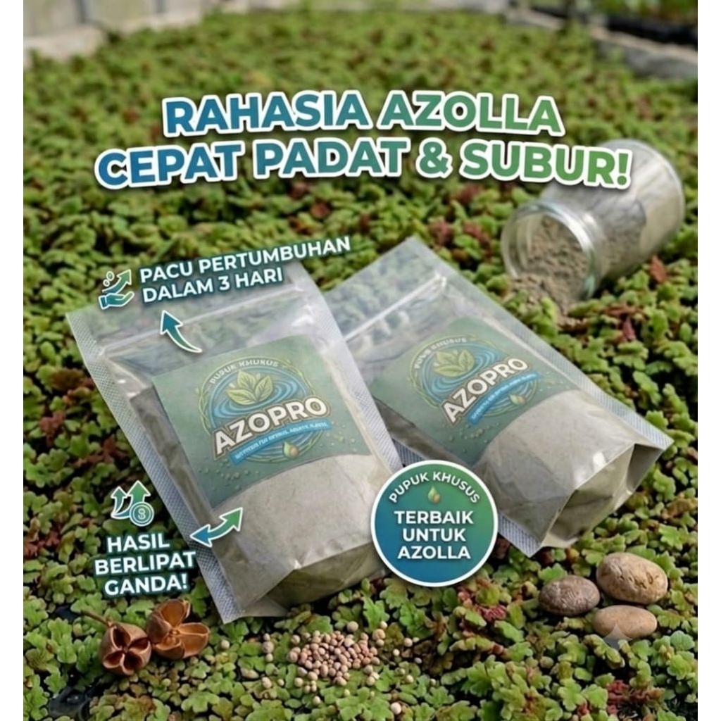 azopro pupuk azolla maksimalkan pertumbuhan tanaman air azolla wolfia lemna dan tanaman air lain nya