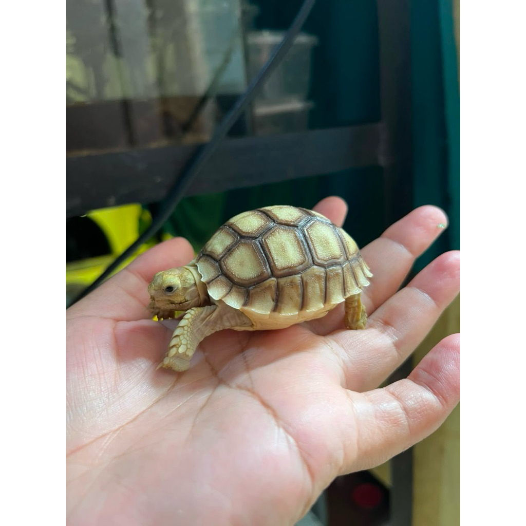 Hiasan Taman Sulcata 5-6cm