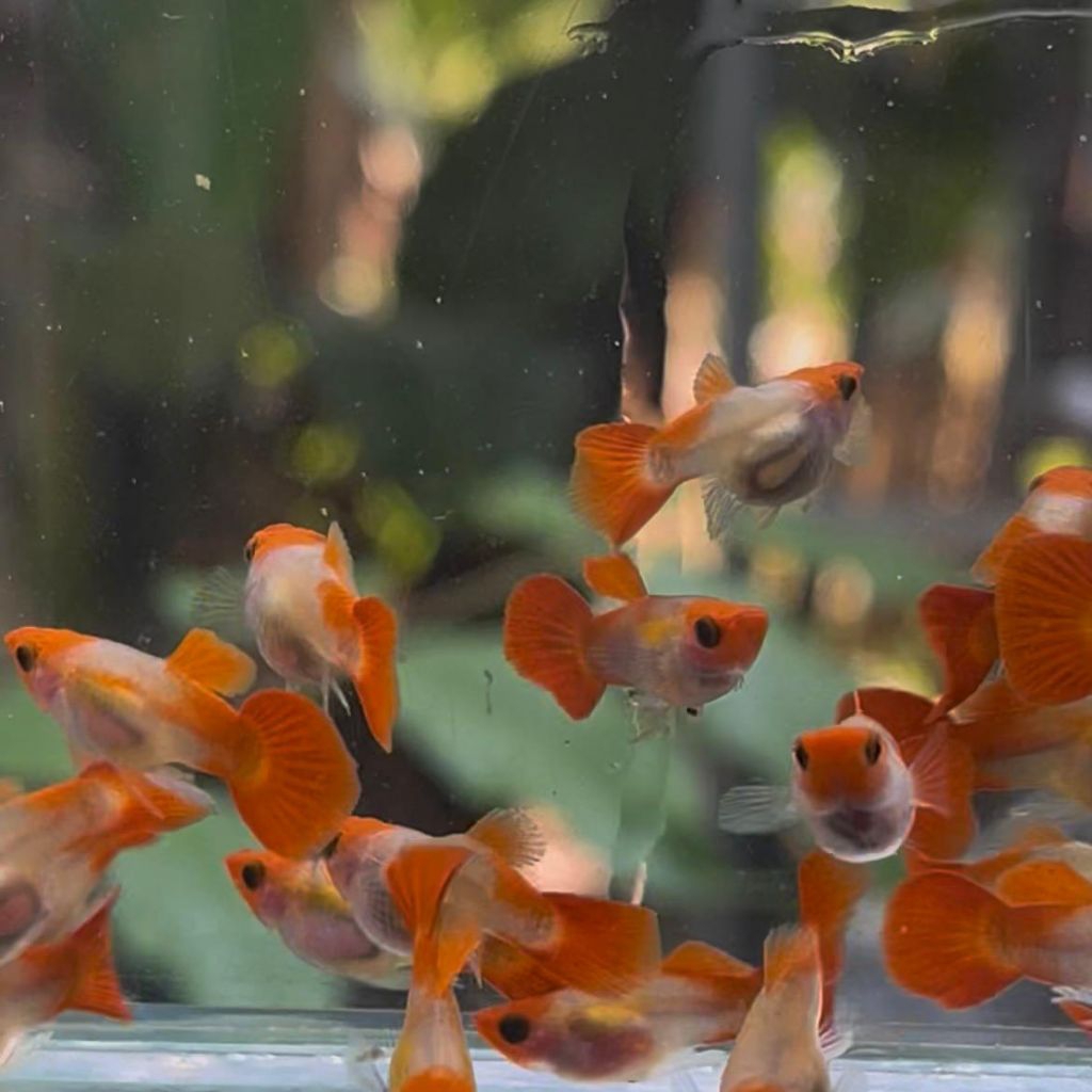 guppy_blonde koi_sb_gb